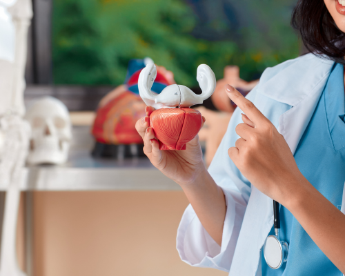 Bladder Surgeries Services